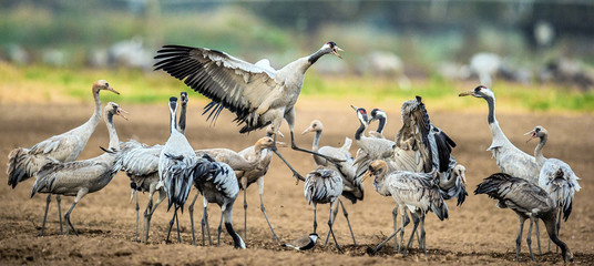 Dancing Cranes in arable field.  Common Crane or Eurasian crane, Scientific name: Grus grus, Grus...