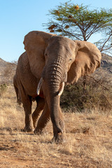Fototapeta na wymiar Large African Elephant on safari