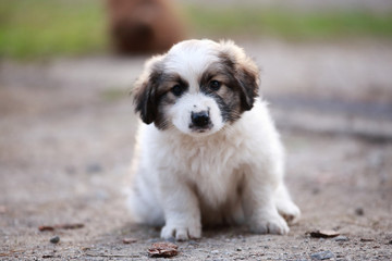 Adorable puppy lying on the green grass in the garden