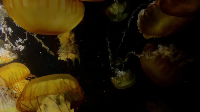 Jellyfish - Chrysaora Fuscescens - at Kamon Aquarium, Japan.