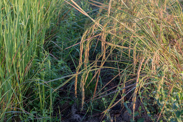 Obraz premium Close-up of rice in the field with sunlight.