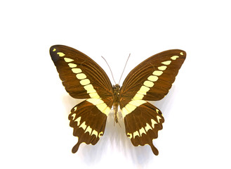 beautiful butterflies in the white background