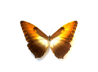 beautiful butterflies in the white background