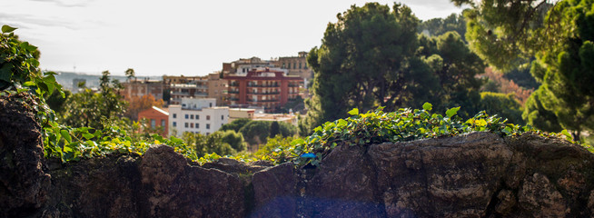 Ivy grows in park guell