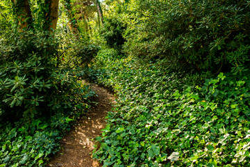 Fototapeta na wymiar Ivy grows in park guell
