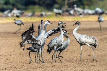 Dancing Cranes in arable field.  Common Crane or Eurasian crane, Scientific name: Grus grus, Grus communis.
