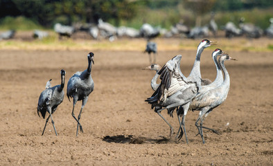 Dancing Cranes in arable field.  Common Crane or Eurasian crane, Scientific name: Grus grus, Grus communis.