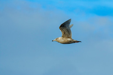 seagull in flight