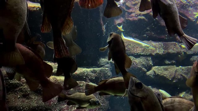Jellyfish - Group of fish in a vertical position with tilt-down camera movement. Fish at Kamon Aquarium, Japan.