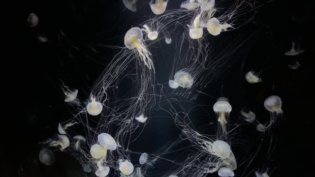 Jellyfish - Chrysaora Lactea - at Kamon Aquarium, Japan.