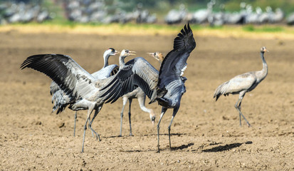 Dancing Cranes in arable field.  Common Crane or Eurasian crane, Scientific name: Grus grus, Grus communis.