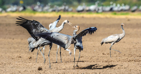 Dancing Cranes in arable field.  Common Crane or Eurasian crane, Scientific name: Grus grus, Grus communis.