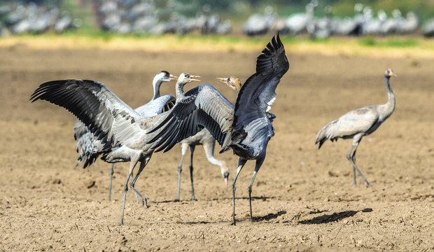 Dancing Cranes in arable field.  Common Crane or Eurasian crane, Scientific name: Grus grus, Grus communis.