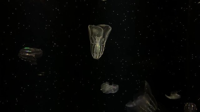 Jellyfish - Bolinopsis Infundibulum - at Kamon Aquarium, Japan.