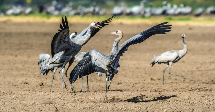 Dancing Cranes in arable field.  Common Crane or Eurasian crane, Scientific name: Grus grus, Grus communis.