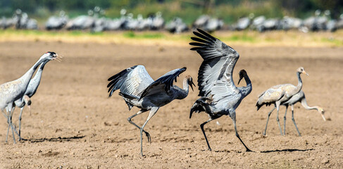 Dancing Cranes in arable field.  Common Crane or Eurasian crane, Scientific name: Grus grus, Grus communis.