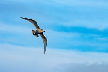 seagull in flight