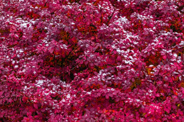 Snow on the beautiful red plant close-up view.