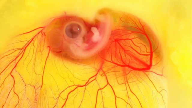 Quail embryo on the 5 day developmental stage