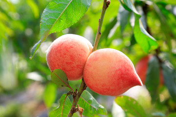 peach trees flourished in the greenhouse