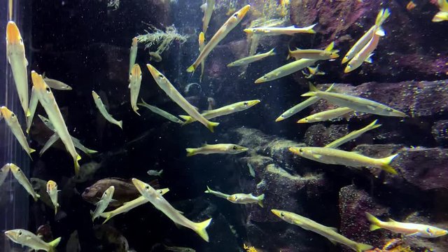 Sphyraena pinguis Gunther - Barracuda, Sea-pike. Group of fish in a vertical position with tilt-up camera movement. Fish at Kamon Aquarium, Japan.