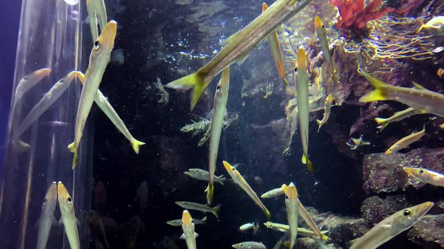 Sphyraena pinguis Gunther - Barracuda, Sea-pike. Group of fish in a vertical position with tilt-down camera movement. Fish at Kamon Aquarium, Japan.