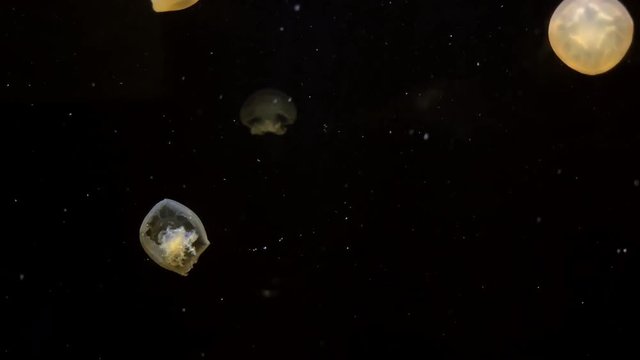 Jellyfish - Rhizostoma Luteum - at Kamon Aquarium, Japan.