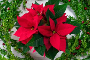 Top view of red poinsettia flowers - holiday floral background