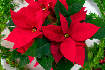 Top view of bright red pointsettia plant