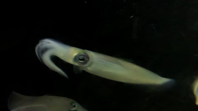 Squid at Kamon Aquarium, Japan.