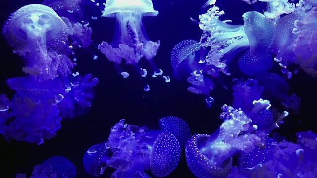 Jellyfish - Mastigias papua - at Kamon Aquarium, Japan.