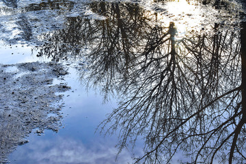 clear reflection of trees in puddle