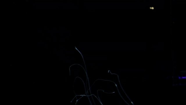 Jellyfish - Chrysaora Achlyos - at Kamon Aquarium, Japan.