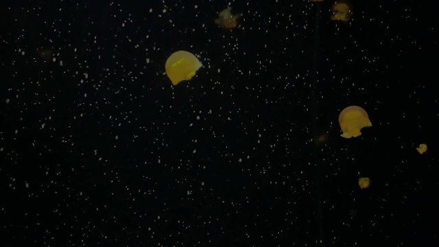 Jellyfish - Rhizostoma Luteum - at Kamon Aquarium, Japan.