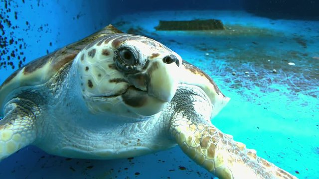Giant turtle at Kamon Aquarium, Japan.