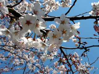 世田谷区 砧公園の桜
