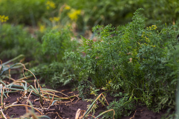 Garden bed with growing fresh organic carrots in the vegetable garden. Fresh tops of ripe carrots.