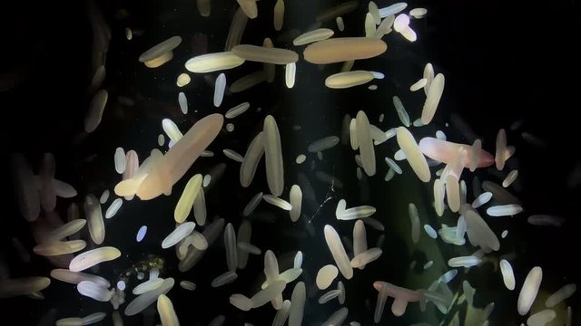 Jellyfish - Beroe Abyssicola - at Kamon Aquarium, Japan.