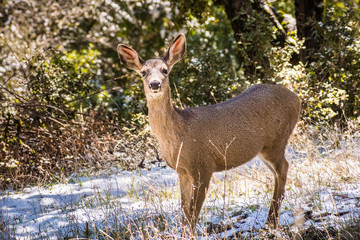 Black tailed deer in the forests on the top of Mt Hamilton on a rare winter day with snow, San Jose, south San Francisco bay area, California