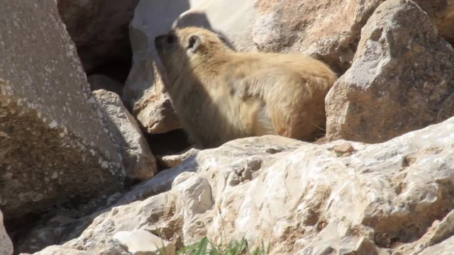 Rock hyrax scratching on a rock