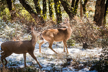 Two Black tailed deer in the forests on the top of Mt Hamilton on a rare winter day with snow, San Jose, south San Francisco bay area, California