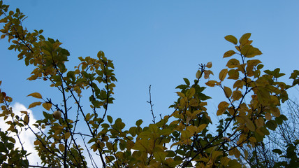 autumn leaves on sky background