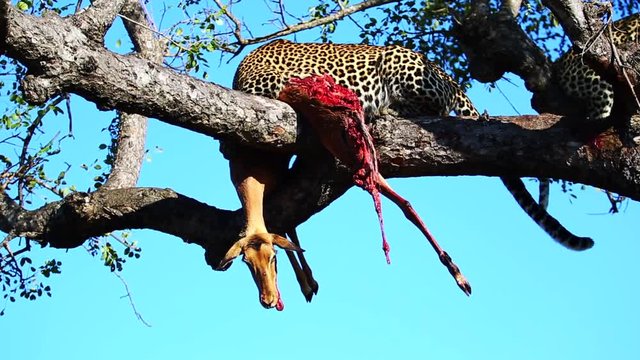 A young male leopard rests in a marula tree close to a female impala kill, another Leopard is visible half out of shot. Handheld. Greater Kruger