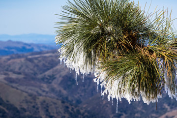 Close up of frozen pine needles on a cold winter day on top of Mt Hamilton, San Francisco bay area...