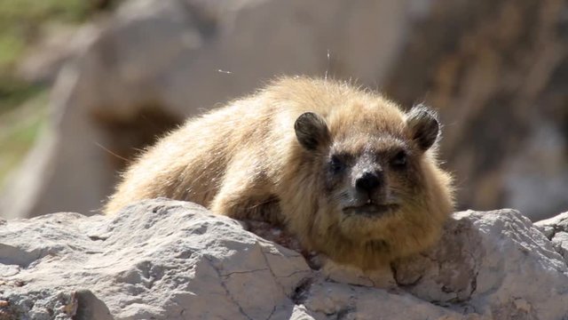 Rock hyrax lying on a rock Steady shot of Rock hyrax lying on a rock