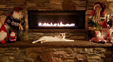Super Cute, Rare Breed, White Calico Kitten Relaxing in Front of a Large, Glowing, Stone Masonry...