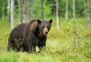 Fototapeta premium Wild brown bear (Ursus arctos)