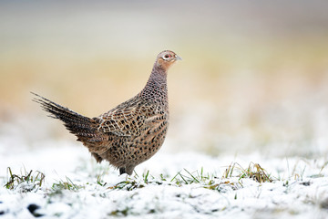 Ringneck Pheasant (Phasianus colchicus) female