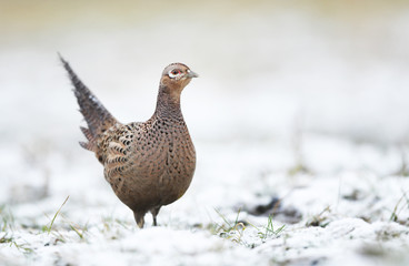 Ringneck Pheasant (Phasianus colchicus) female