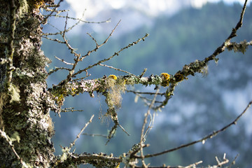 Beard Lichen Tree Branch Near Lake Gosau in Austria Europe in Spring